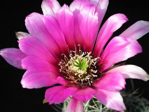 cactus blossom cactus flower