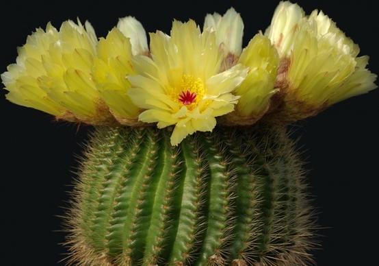 cactus cactus blossom notocactus minimus