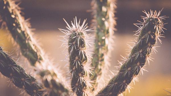 cactus close up texture