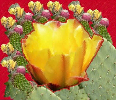 cactus collage