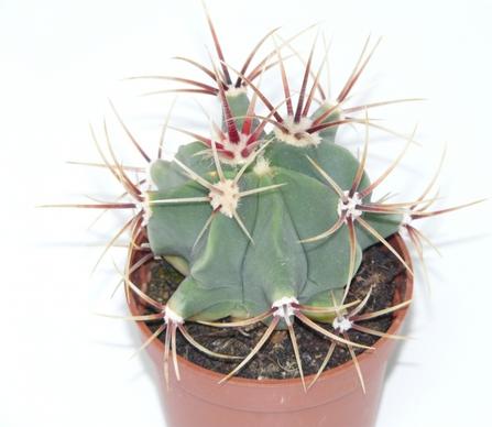 cactus ferocactus latispinus ferocactus