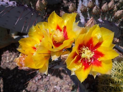 cactus flower blooming
