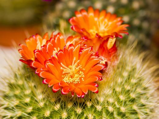 cactus flowers picture closeup blooming 