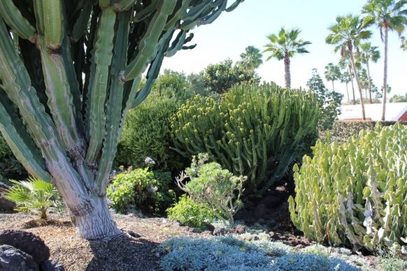 cactus landscape plant
