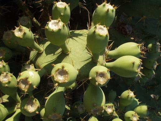 cactus plant katusfeigen