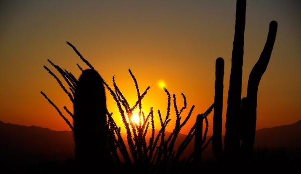 cactus sunrise