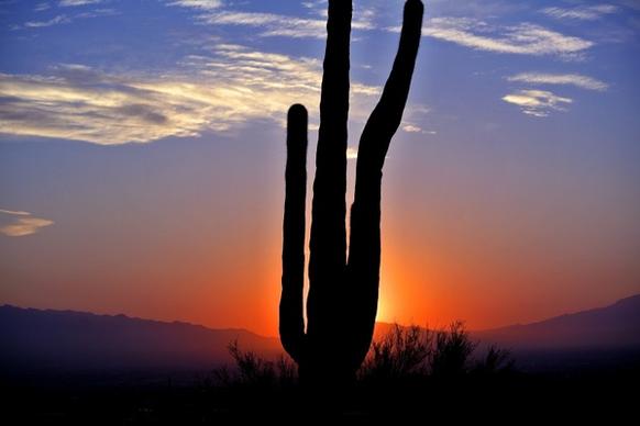 cactus sunrise desert