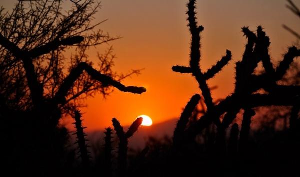 cactus sunrise desert