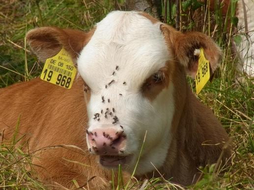calf cow redneck cow