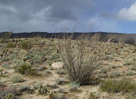 california landscape plants
