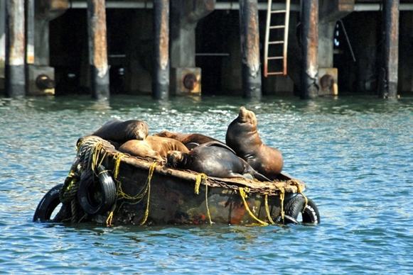 california sea lions buoy