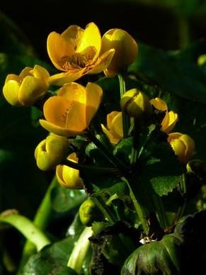 caltha palustris hahnemann foot greenhouse yellow