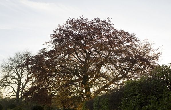 cambridge tree sun
