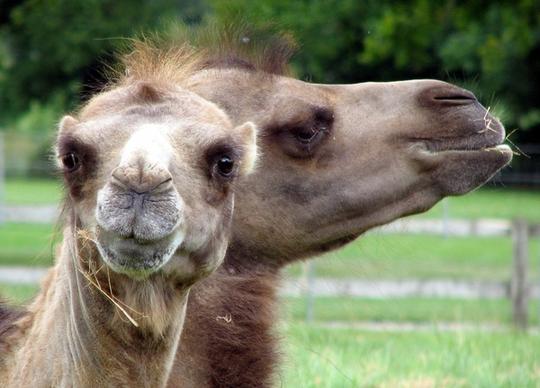 camel face animal