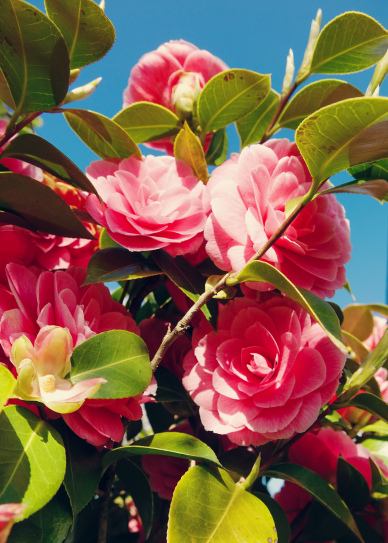 camellia blossom scenery picture elegant closeup