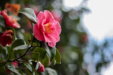 camellia blosssom scene picture elegant closeup blurred
