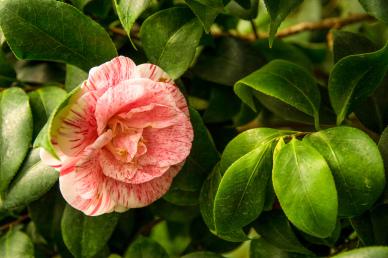 camellia flower backdrop elegant closeup