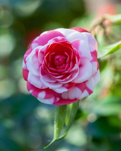 camellia flower picture backdrop elegant closeup