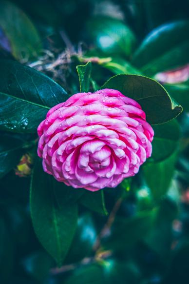 camellia flower picture elegant closeup