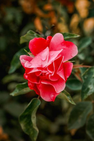 camellia petal picture backdrop elegant closeup