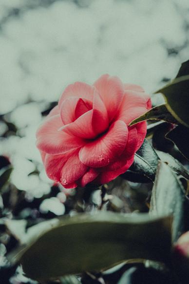 camellia scene picture elegant petal closeup