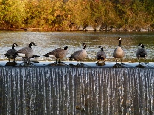 canada geese birds feathered