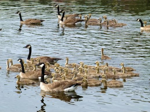 canada geese brood offspring