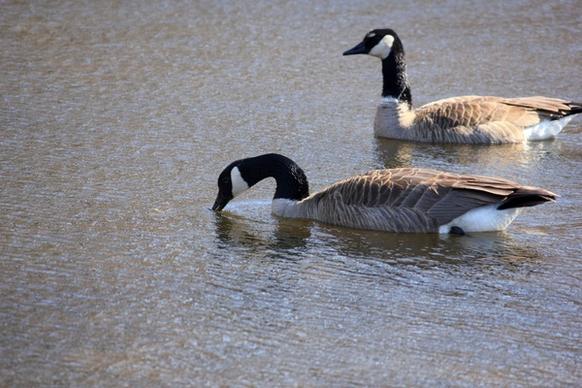 canadian geese at kettle moraine south wisconsin