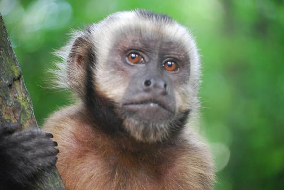 capuchin monkey closeup