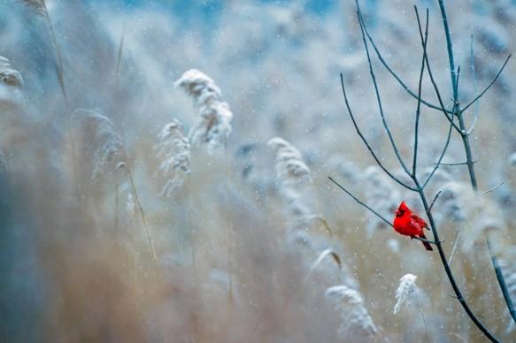 cute red tiny bird on leafless branch in winter