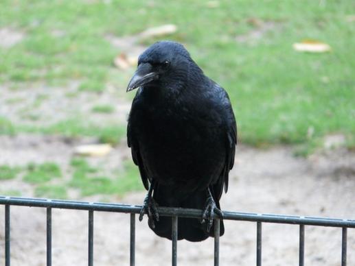carrion crow corvus corone crow