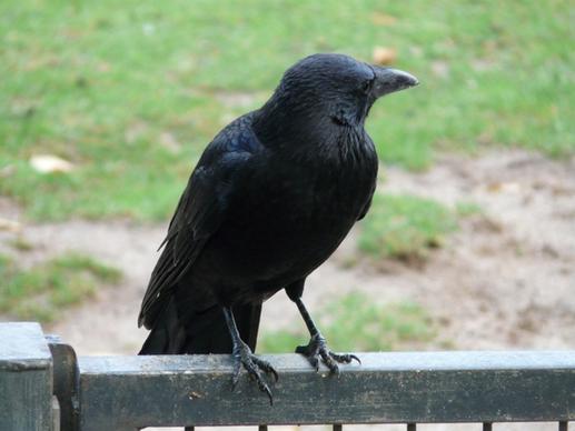 carrion crow corvus corone crow