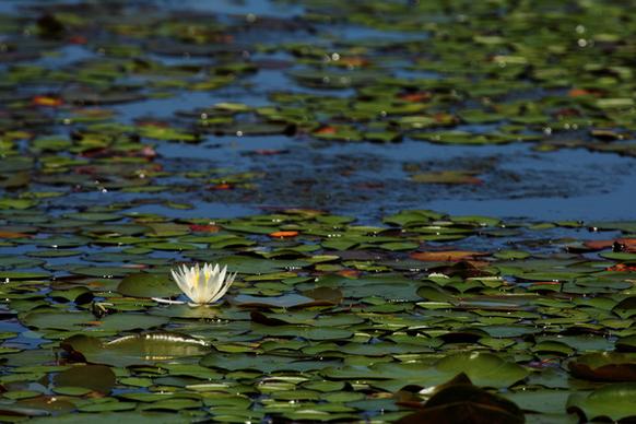 cash lake water lily