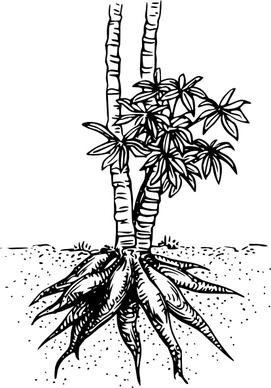 Cassava Yuca clip art