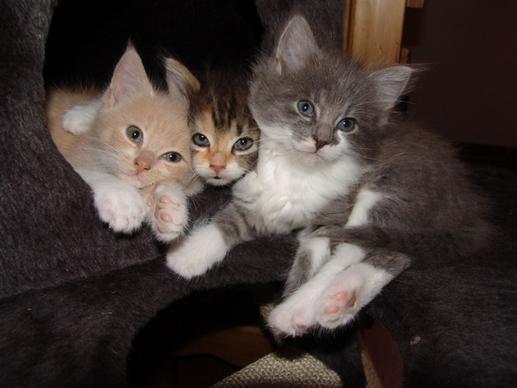cat babies trio