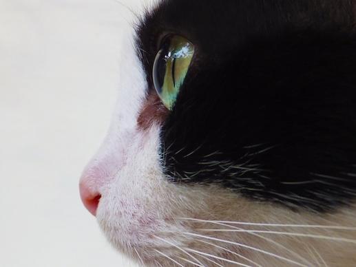 cat cat's eyes cat face