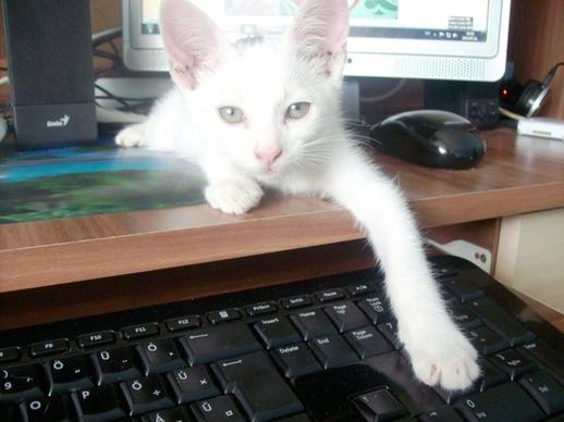 cat cirmi and keyboard