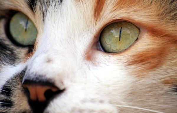 cat closeup eyes