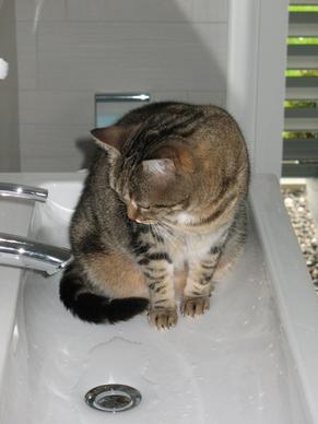 cat curious bath rooms
