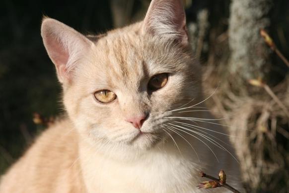 cat domestic cat european shorthair