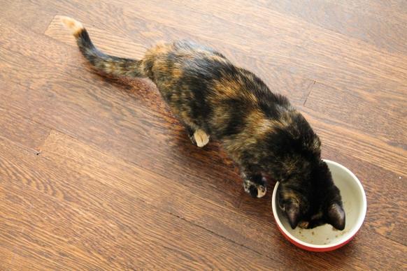 cat eating from bowl on hardwood floor