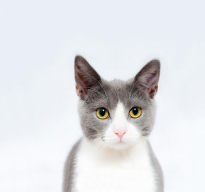 cute innocent grey cat