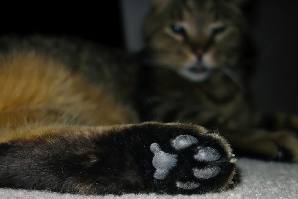 cat foot