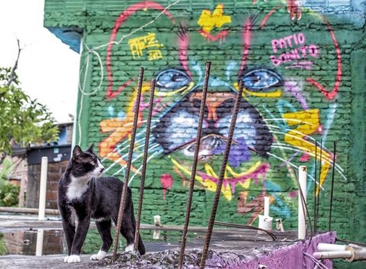 cat graffiti color