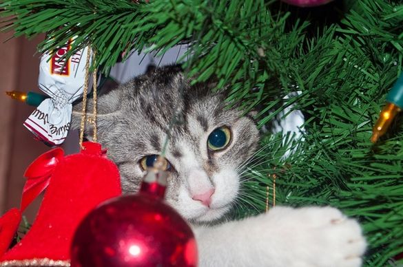 cat on the tree 2