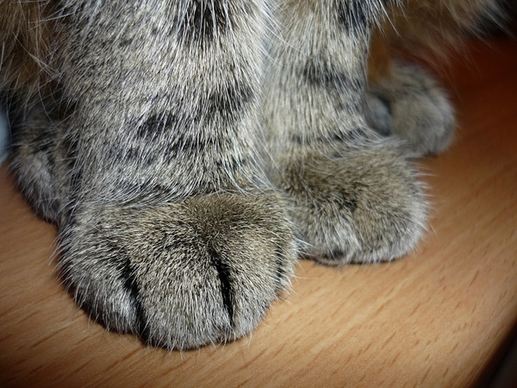 cat paw print paws