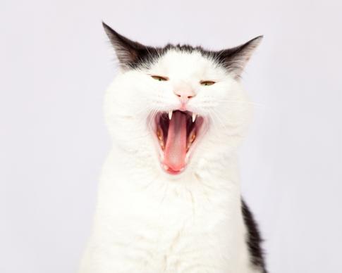 photograph of cute cat yawning
