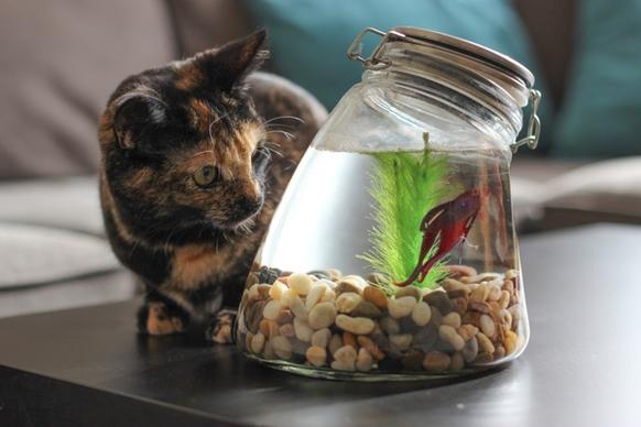 cat watching fish in jar