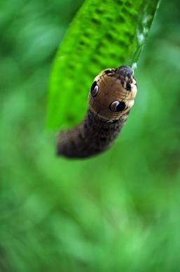 caterpillar on green leaf