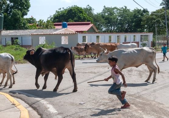 cattle boy chasing